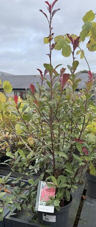 PHOTINIA F. CARRE ROUGE