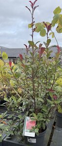 PHOTINIA F. CARRE ROUGE