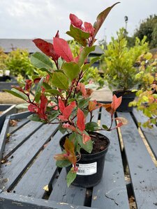 PHOTINIA F. LITTLE RED ROBIN