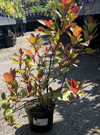 PHOTINIA F. LITTLE RED ROBIN