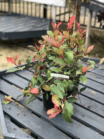 PHOTINIA F. LITTLE RED ROBIN