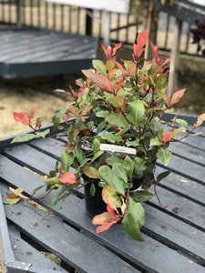PHOTINIA F. LITTLE RED ROBIN