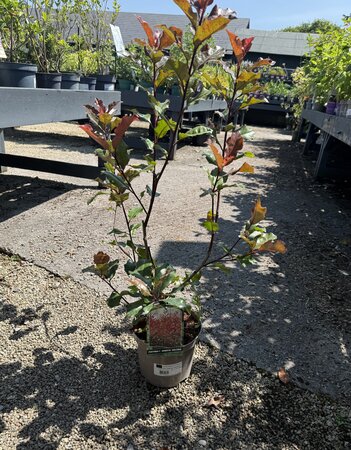 PHOTINIA F. MAGICAL VOLCANO