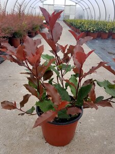 PHOTINIA F. MAGICAL VOLCANO