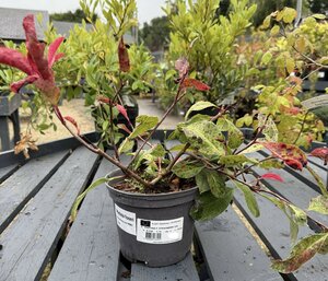 PHOTINIA F. STRAWBERRY ICE
