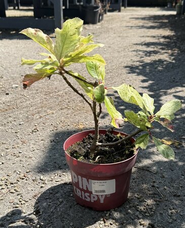 PHOTINIA FR PINK CRISPY