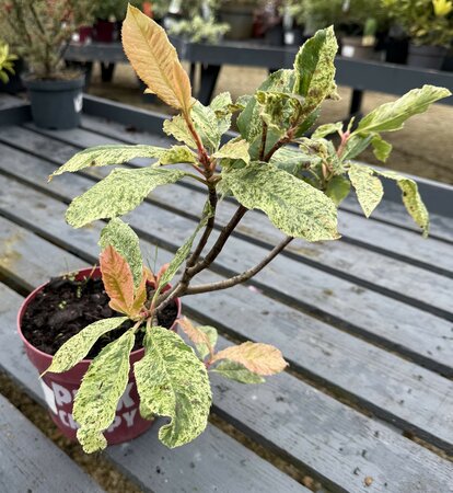 PHOTINIA FR PINK CRISPY