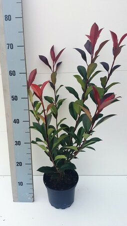 Photinia fras. Carre Rouge