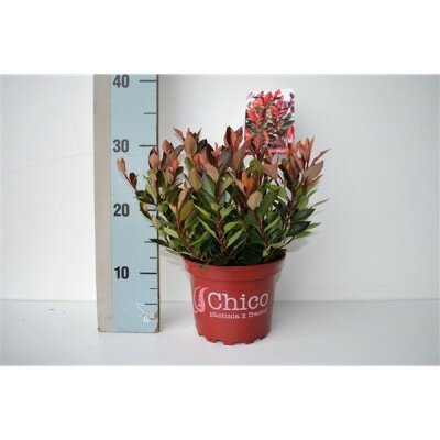 Photinia fras.chico - image 1