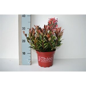 Photinia fras.chico - image 2