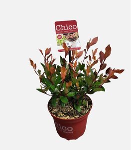 Photinia fras.chico - image 2