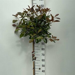 Photinia fras. 'Red Robin' 90 CM STEM