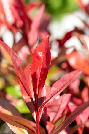 Photinia fraseri 'Devils Dream' ®