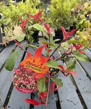 Photinia fraseri 'Devils Dream' ®