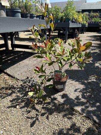 PHOTINIA FRASERI DYNAMO RED