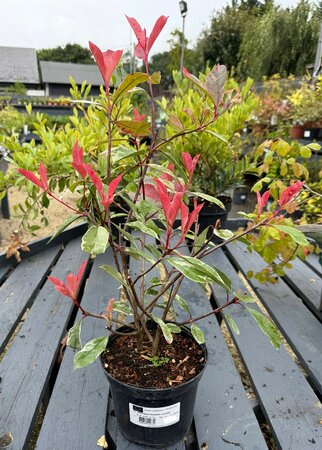PHOTINIA FRASERI LOUISE