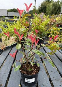 PHOTINIA FRASERI LOUISE