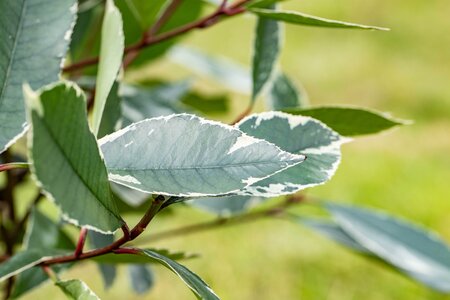 PHOTINIA FRASERI LOUISE
