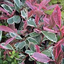 PHOTINIA FRASERI PINK MARBLE