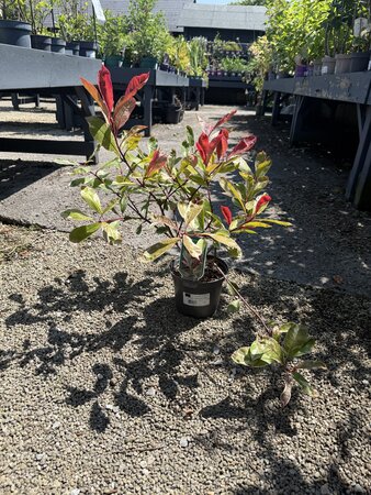 PHOTINIA FRASERI PINK MARBLE