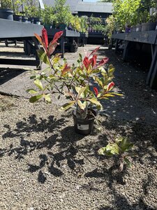 PHOTINIA FRASERI PINK MARBLE