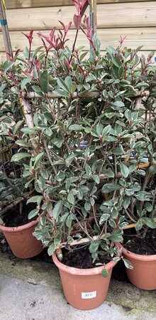 Photinia Fraseri Pink Marble Frame (Frame 80*40 )