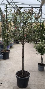 Photinia Fraseri Pink Marble Rek op Stam (Frame 80*80 Stem 100cm )