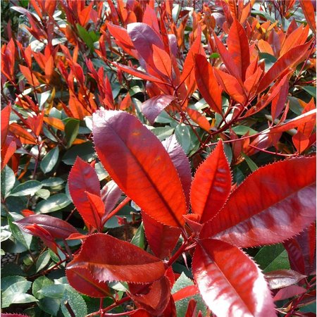 PHOTINIA FRASERI RED ROBIN