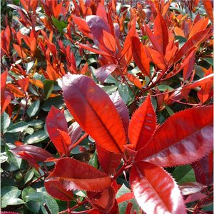 PHOTINIA FRASERI RED ROBIN