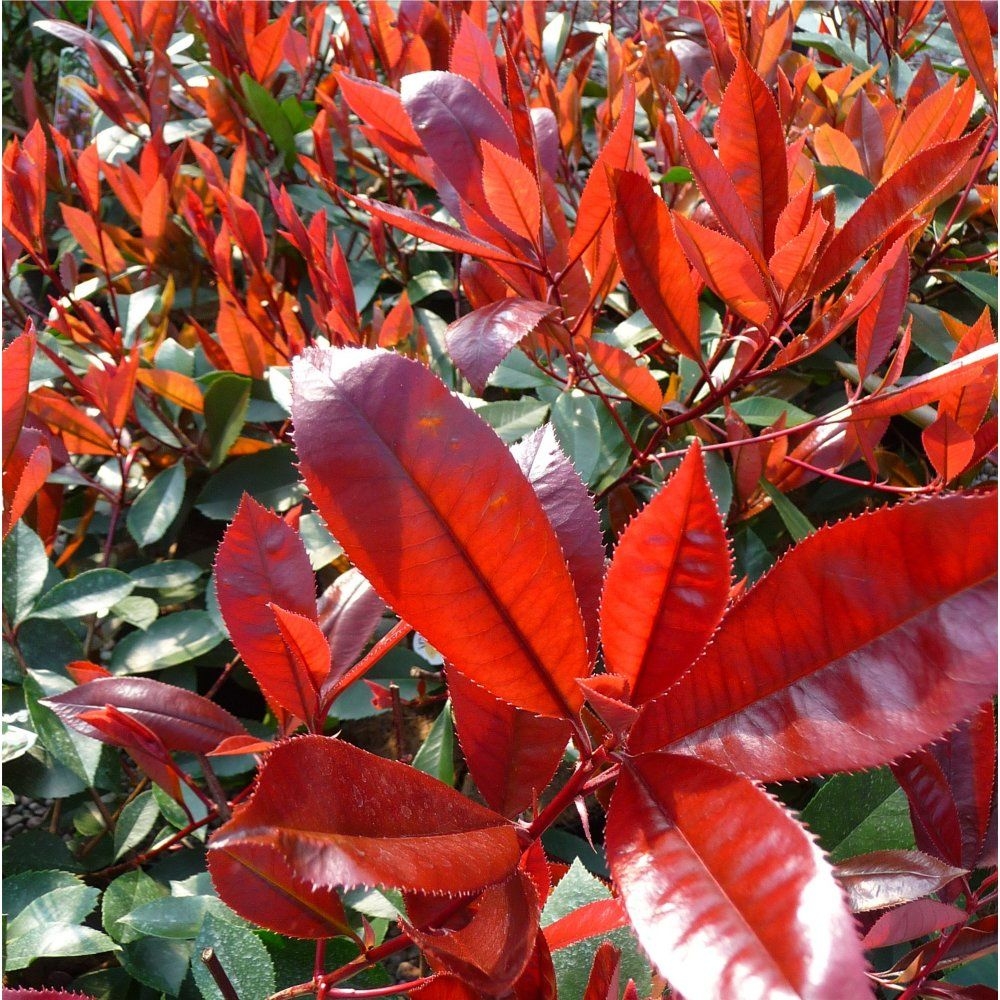 photinia-fraseri-red-robin-d-and-m-garden-centre