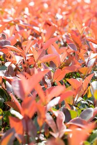 PHOTINIA FRASERI RED ROBIN