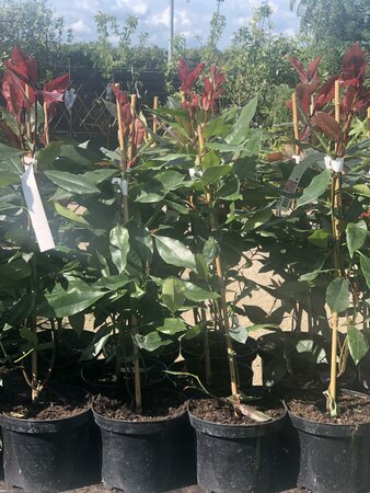 Photinia fraseri 'Red Robin' 30-50cm