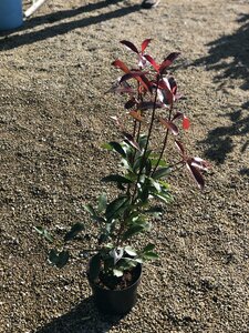 Photinia fraseri 'Red Robin' 40-60cm