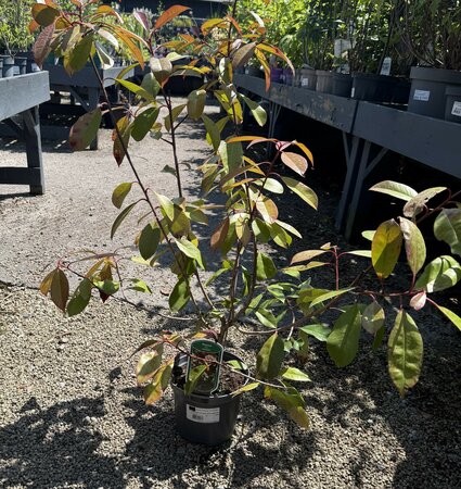 PHOTINIA FRASERI RED ROBIN (NL)