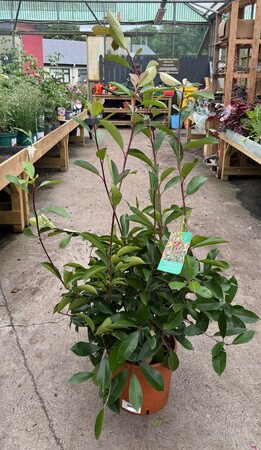Photinia fraseri Red Robin (Plantsize 80-100cm )