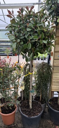 Photinia Fraseri Red Robin Stam (Stem 150cm )