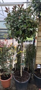 Photinia Fraseri Red Robin Stam (Stem 150cm )