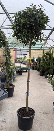 Photinia Fraseri Red Robin Stam (Stem 90cm )