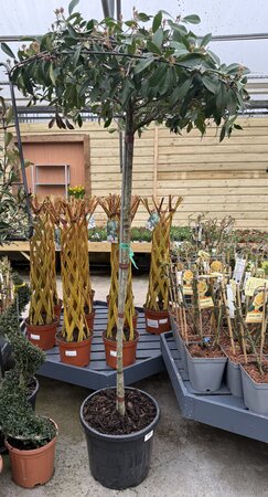 Photinia Fraseri Red Robin Umbrella (Stem 175cm )