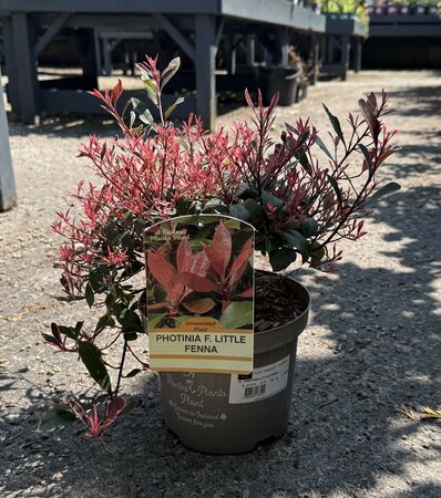 PHOTINIA LITTLE FENNA