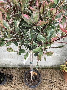 Photinia mix / 80 CM STEM C15 - image 2