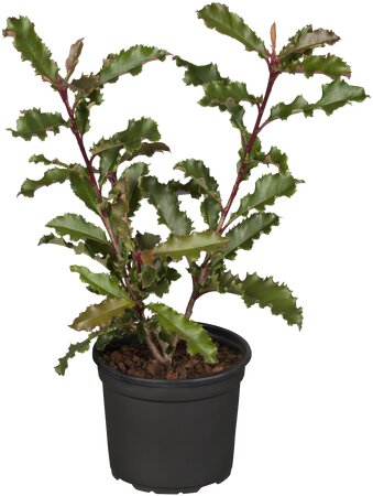 PHOTINIA S. CRUNCHY