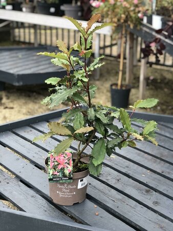PHOTINIA S. CRUNCHY