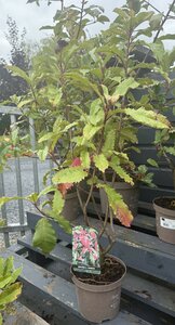 PHOTINIA S. CRUNCHY