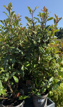 PHOTINIA S. CRUNCHY - image 1