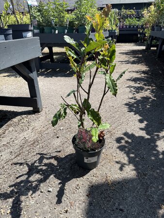 PHOTINIA S. CRUNCHY