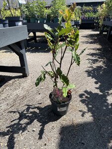 PHOTINIA S. CRUNCHY