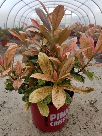 PHOTINIA S. PINK CRISPY