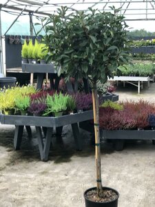 PHOTINIA x fras.'Red Robin' Std