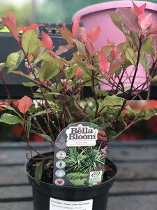 PHOTINIA x fraseri Little Red Robin